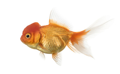 Side view of a Lion's head goldfish isolated on white
