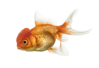 Side view of a Lion's head goldfish isolated on white