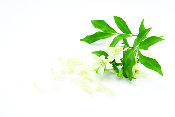 Orange Jessamine isolated on white background