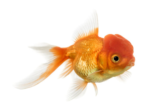 Side view of a Lion's head goldfish isolated on white