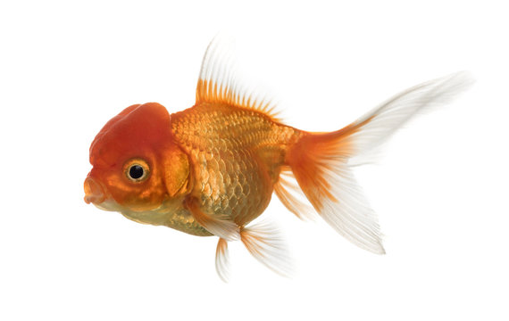 Lion's head goldfish swimming isolated on white