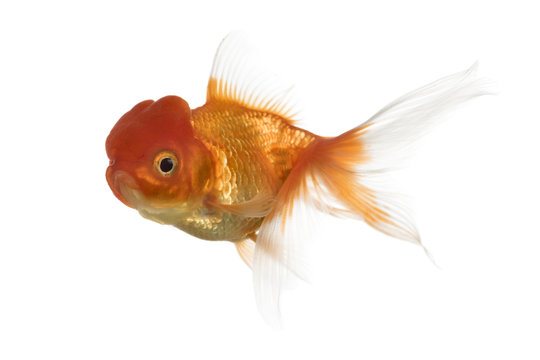 Side view of a Lion's head goldfish swimming