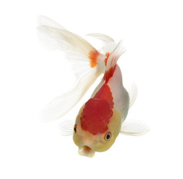 Top view of a lion's head goldfish isolated on white