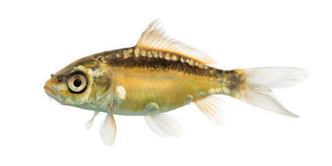 Side view of a yellow koi isolated on white - Powered by Adobe