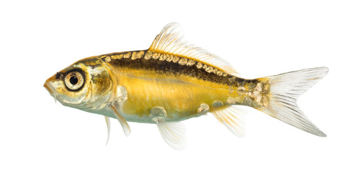 Side view of a yellow koi isolated on white