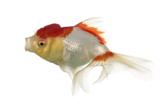 Lion's head goldfish opening mouth isolated on white