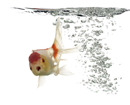 Side view of a diving lion's head goldfish