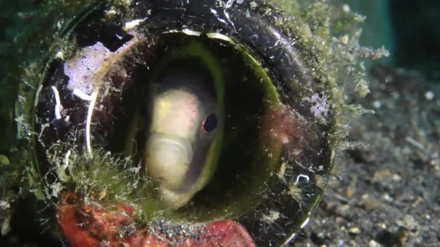 Fish swimming around inside a discarded glass bottle on the seafloor
