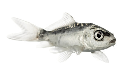 Side view of a grey koi isolated on white