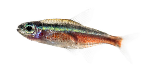 Side view of a cardinal tetra isolated on white