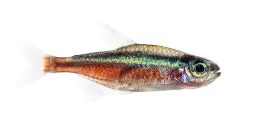 Side view of a cardinal tetra isolated on white