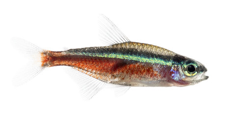 Side view of a cardinal tetra isolated on white