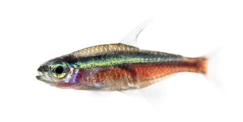 Side view of a cardinal tetra isolated on white