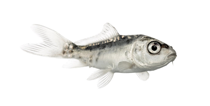 Side view of a grey koi isolated on white