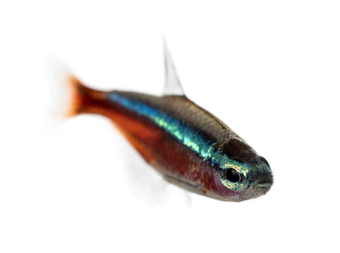 Cardinalis fish or cardinal tetra isolated on white