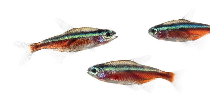 Group of Cardinalis fish or cardinal tetra isolated on white