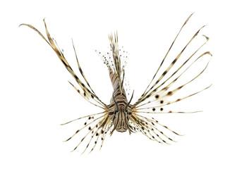 Obraz premium Front view of a red lionfish isolated on white