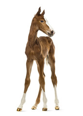 Front view of a foal isolated on white