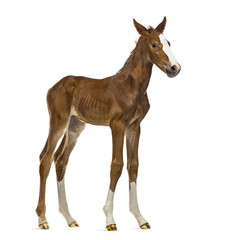 Foal looking at the camera isolated on white