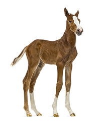Foal facing isolated on white