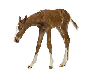 Foal sniffing and looking down isolated on white