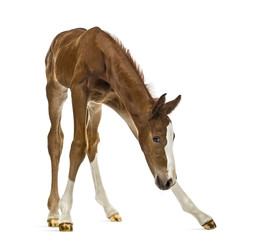 Foal balancing and looking down isolated on white