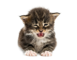 Cute Maine coon kitten meowing isolated on white © Eric Isselée