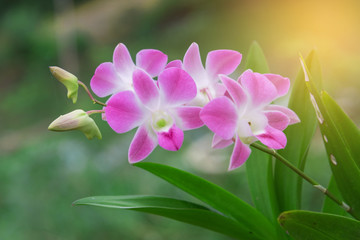 Orchid