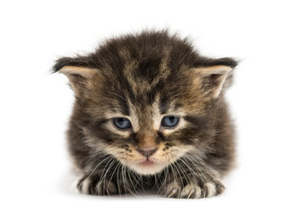 Maine coon kitten facing isolated on white