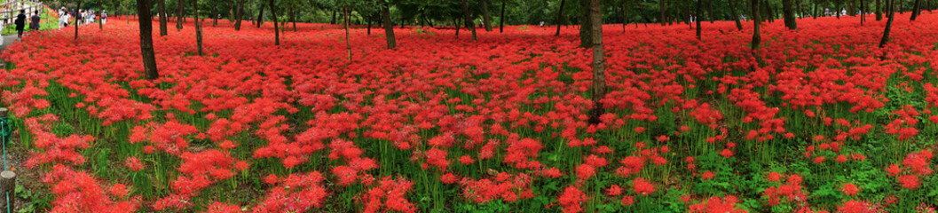 Cluster Amaryllis at Kinchakuda
