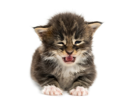 Cute Maine coon kitten meowing isolated on white