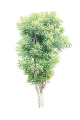 Fototapeta premium Trees isolated on white background