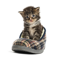 Maine coon kitten in a slipper isolated on white