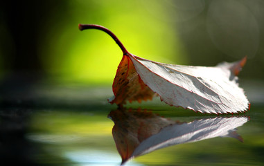 'foglia e riflessi'