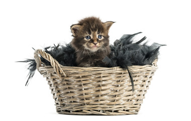 Fototapeta na wymiar Maine coon kitten coming out of a pet basket