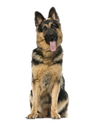 German shepherd sitting and panting, isolated on white