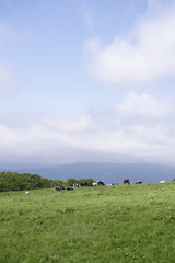 北海道　牛