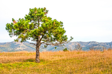 Fototapeta premium Landscape with alone pine tree