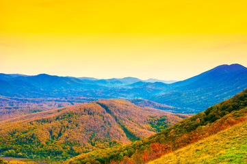 Mountain forest landscape
