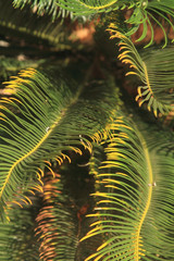 Tropical rainforest palm leaf