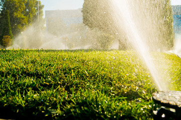 A lawn sprinkler spraying fresh green grass - obrazy, fototapety, plakaty
