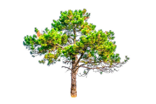 Pine tree on white background