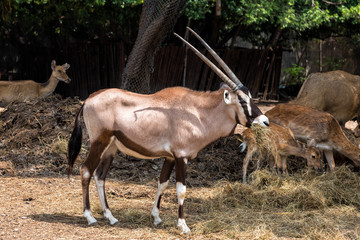 Naklejka na ściany i meble Gemsbok (Oryx gazella) is eating dry grass.