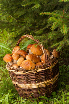 Boletus Edulis. Edible Mushrooms Boletus Edulis In Wicker Basket Under Fir Tree In Forest. Seasonal Harvesting Mushrooms. Close Up.