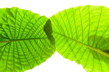 Big Caladium leaf isolated on white background