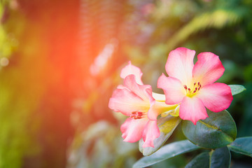 Impala Lily /Azalea flowers