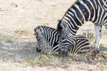 Fototapeta na wymiar Zebra mare and foul