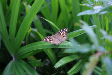 Brown butterfly on leaf.