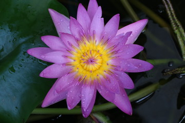 Drop on purple lotus.