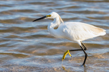 Egret on sea shore